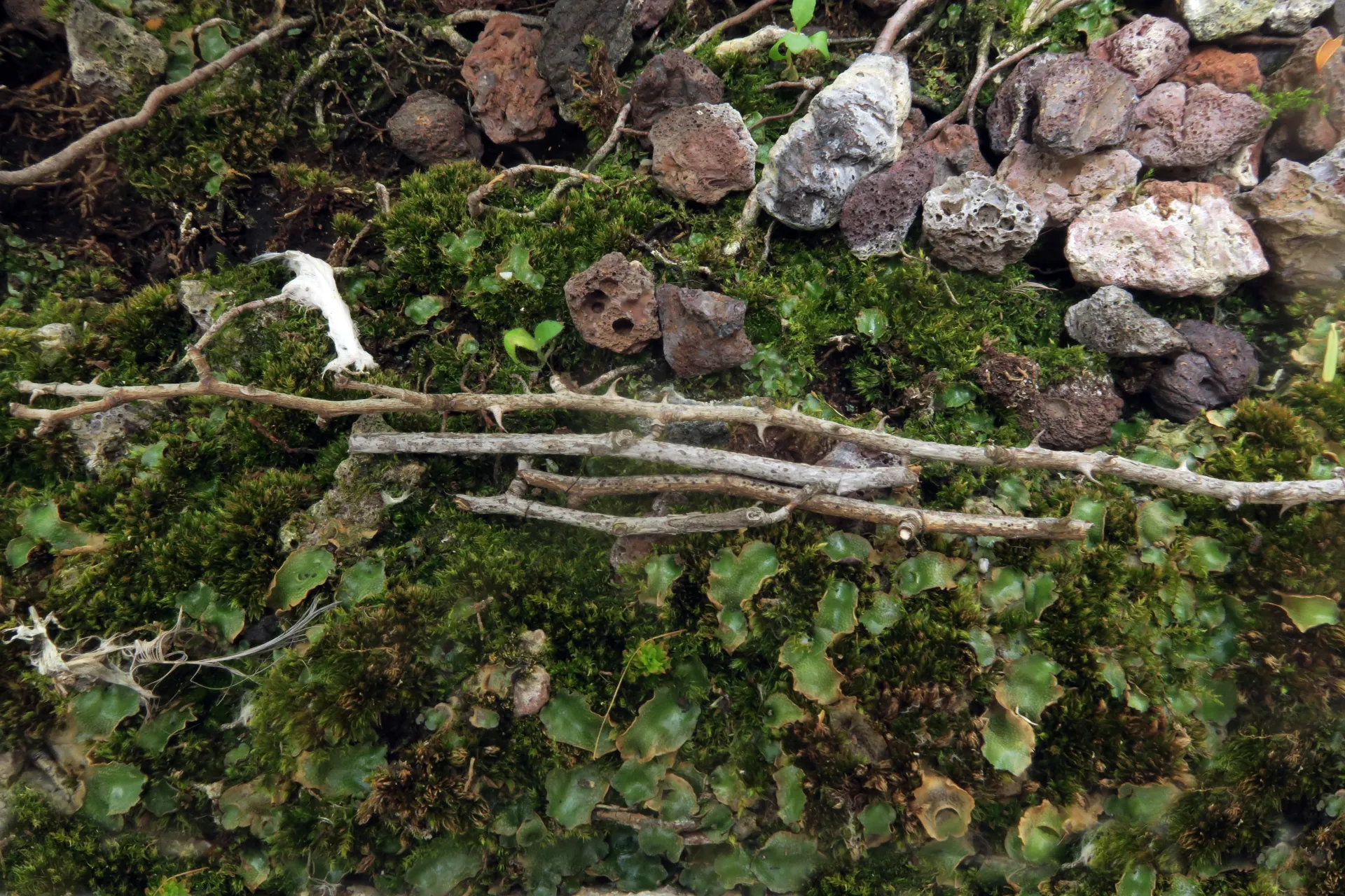Seiridium marginatum - 1 - IMG_4160